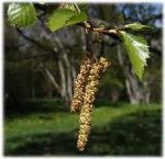 pollen