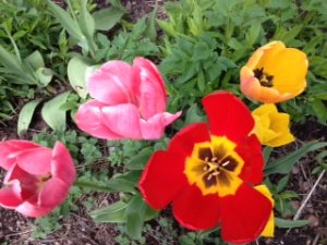 tulp.tutti frutti