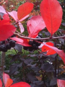 aronia och djävulsbuske