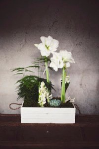 amaryllis