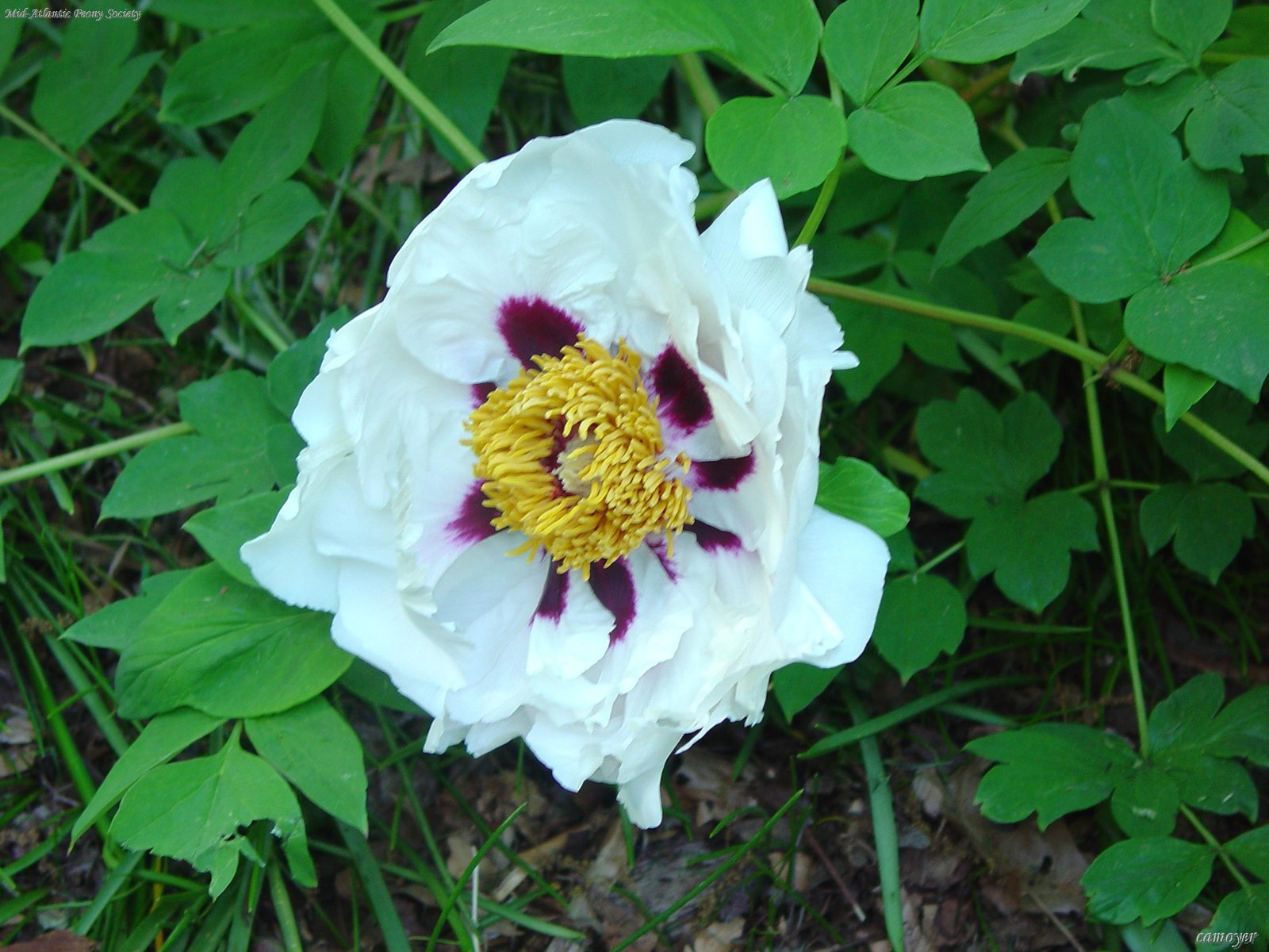 Paeonia_rockii-hybrid