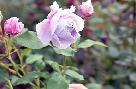 DSC_7890_lag