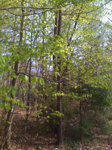 lovsprick_110502