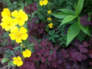 oxalis-och-fingerc3b6rt