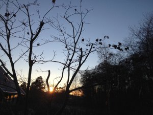 IMG_8006