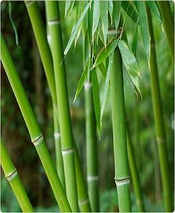 Bambu.