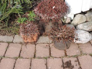 DSCN0054