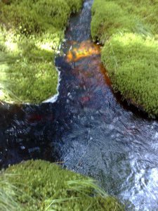20070729166
