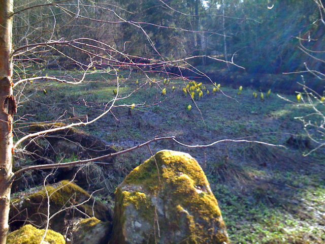 kalla_110427