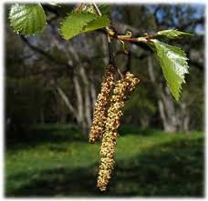pollen