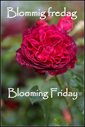 blooming_friday