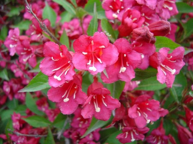 RED PRINCE