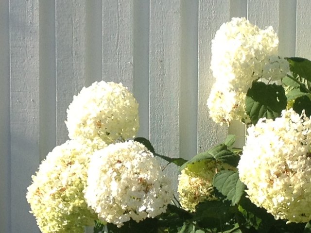 bild kopia 22