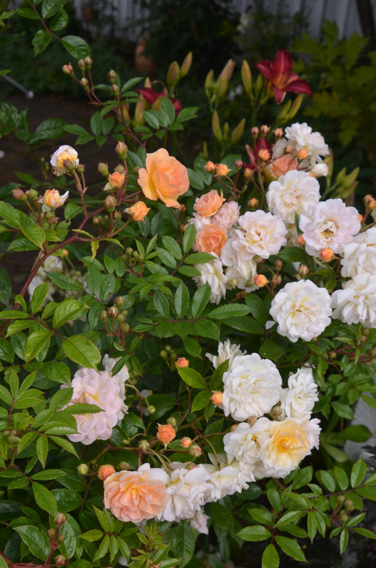 DSC_5031