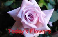 Today's flowers