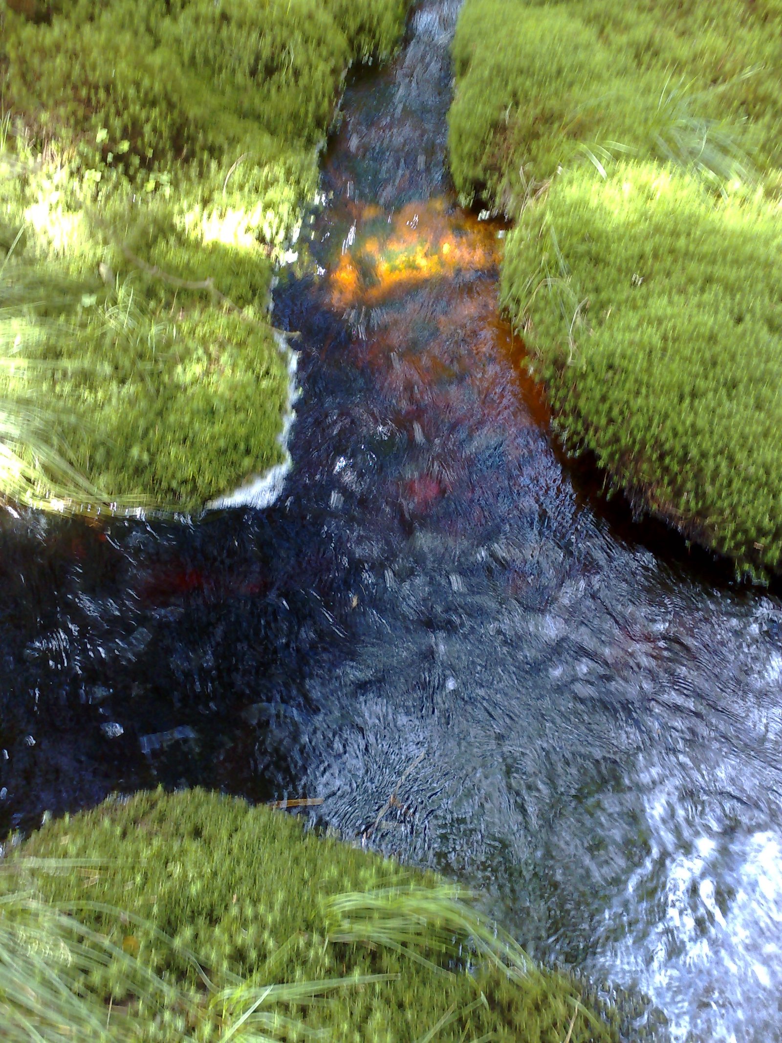 20070729166