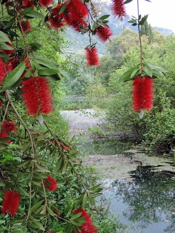 ninfa_552