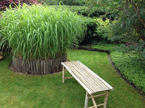 bambu