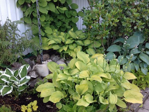 hosta2