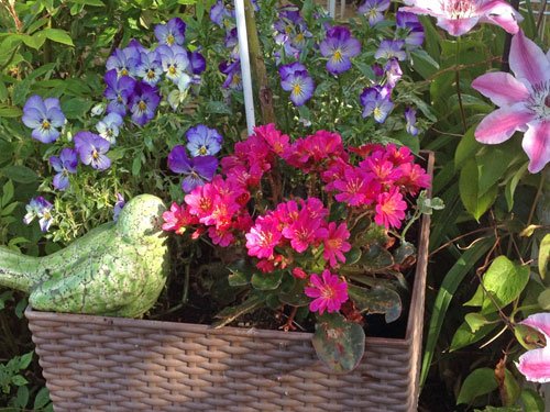 lewisia