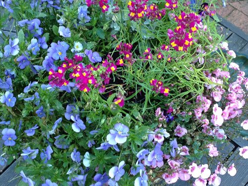 plantering1