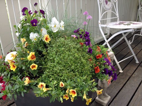 samplantering2