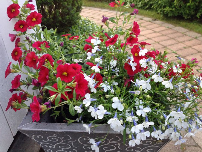 sommarblommor2