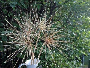 alium