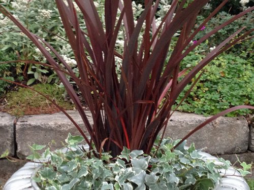 dracena