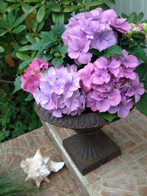 hortensia