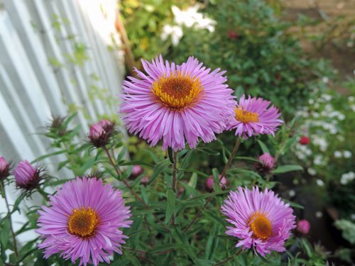 okoberaster