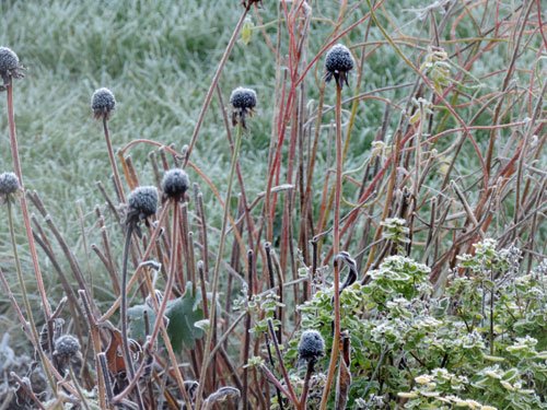 frostallningarfrost