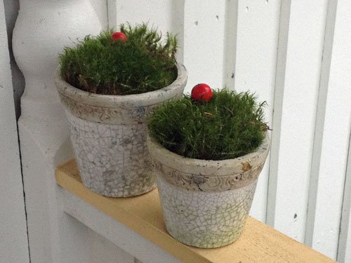 mosskuddar