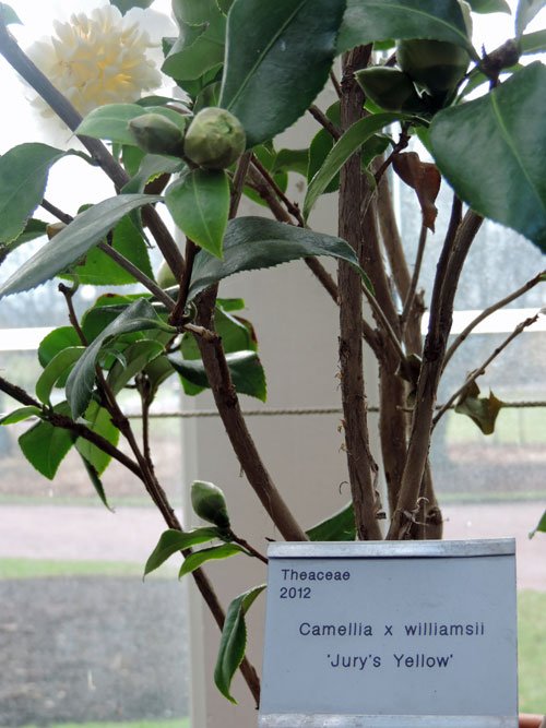 gulkamelia
