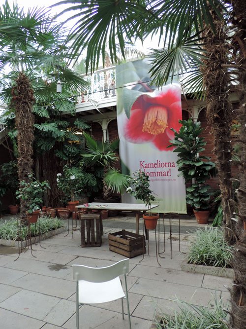 kameliablom