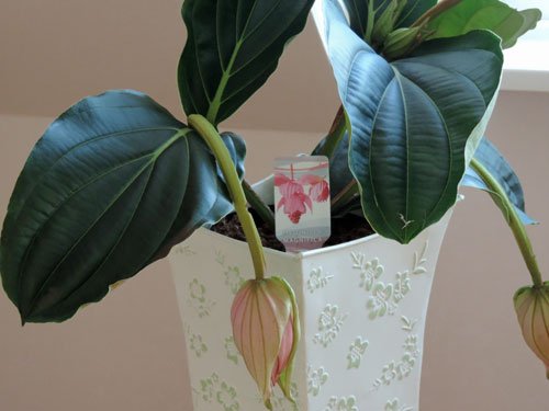 medinilla