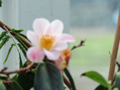 rosa