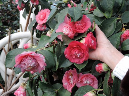 rosa2