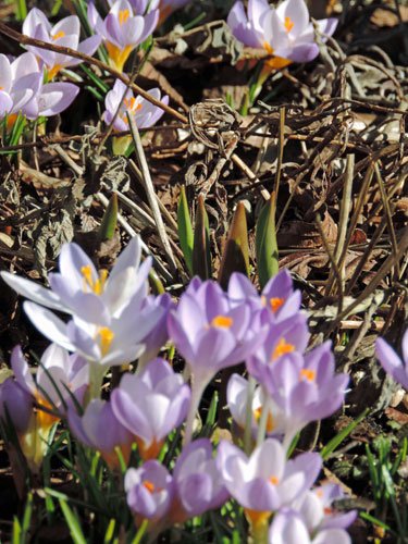 blakrokus