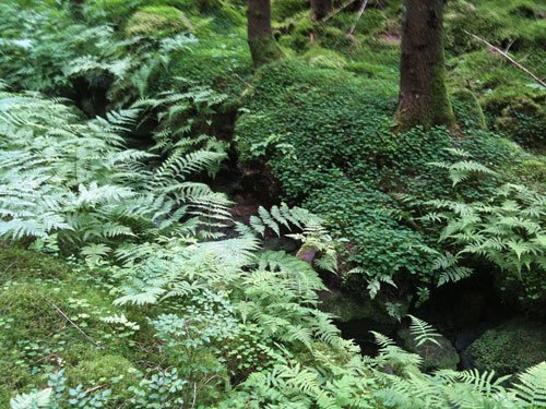 skog