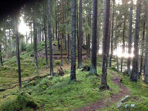 skogstig