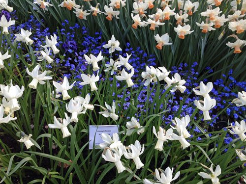 botaniskanarcisser