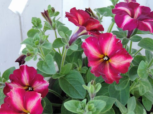 lobelia