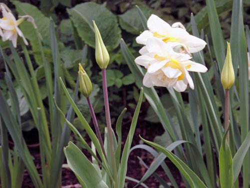 narcisser