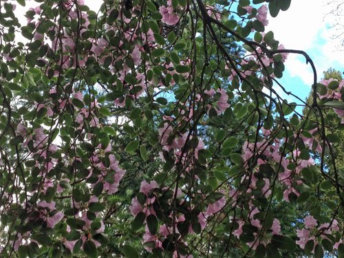 rhododendron