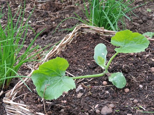 squash