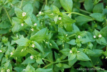 stellaria