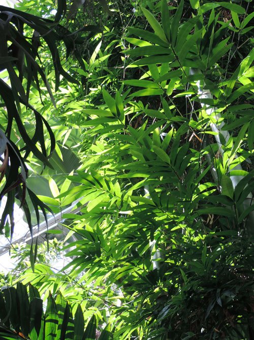 bambu
