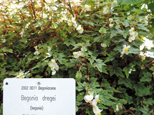 begonia
