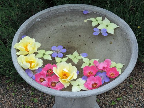 blomvatten